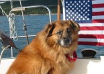 Sandy_patriotic.thumb (7K)